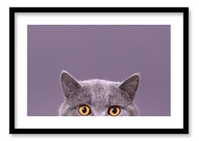 beautiful funny grey British cat peeking out from behind a white table with copy space