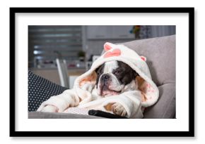 French bulldog in bathrobe watch tv with remote control in paw on the arm chair