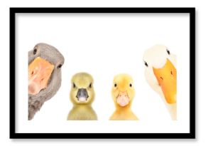 Portrait of a goose, gosling, duckling, duck isolated on a white background