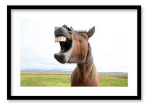 Horse Laughter