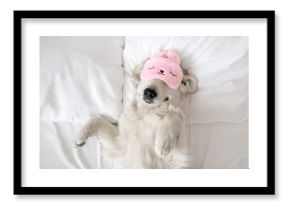 happy golden retriever dog in a sleeping mask relaxing in bed