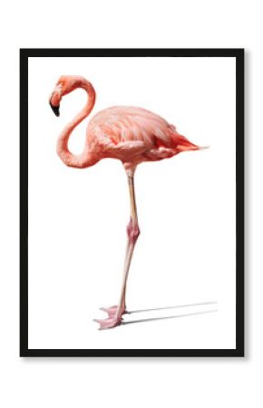 flamingo on white
