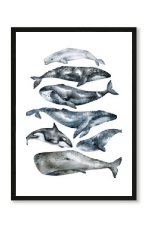 Watercolor whale illustration isolated on white background. Hand-painted realistic underwater animal art. Humpback, Grey, Blue, Killer, Bowhead, Beluga, Cachalot whales for prints, poster, cards.