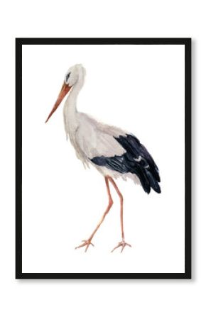 Watercolor white stork. Ciconia bird illustration isolated on white background. For design, prints or background