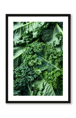 Close-up of fresh green kale leaves. Healthy food ingredients. Culinary background