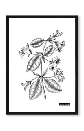 Honeysuckle flower sketch in engraved style. Floral branch with buds and leaves. Black contoured floral elements. Botanical vector illustration of spring garden plant isolated on white background