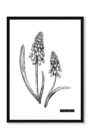 Muscari flower sketch in engraved style. Two flowering branch with buds and leaves. Black contoured grape hyacinth. Botanical vector illustration of spring woodland plant isolated on white background