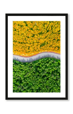 yellow autumn and green summer forest separated by a winding road. aerial view from a drone vertical photo concept background
