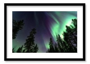 Low angle shot of purple green northern lights over a forest