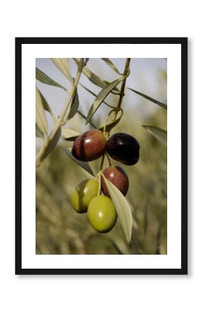 Olive branch with a olives cluster.