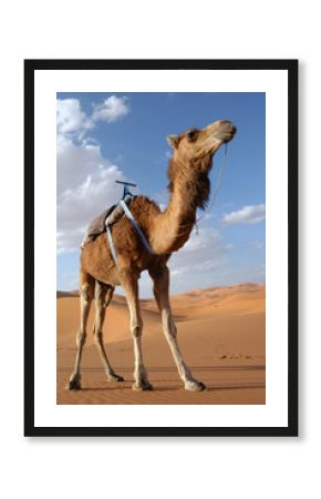 camel in the sahara desert