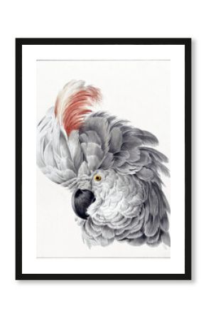 Cockatoo Bird, Paint, Art, Parrot, Draw, Download, Nature