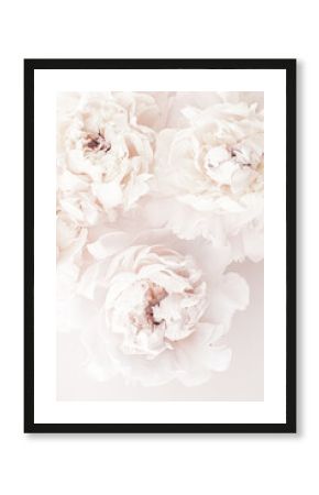 Pastel peony flowers in bloom as floral art background, wedding decor and luxury branding design