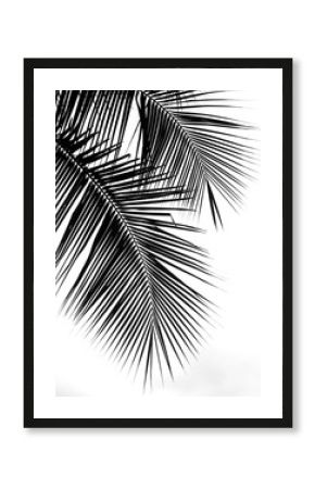 beautiful palms leaf on white background