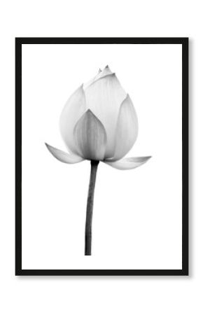 Lotus flower black and white color isolated on white background. File contains with clipping path.