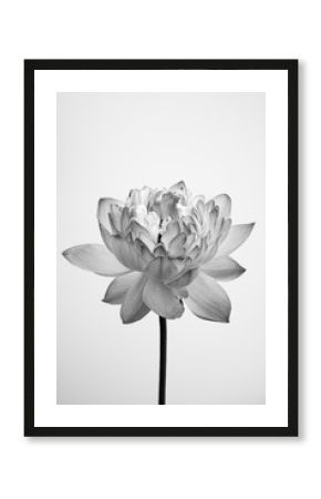 Black and white fine art Lotus view with textured petals