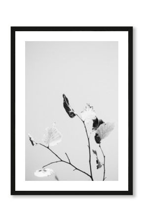 Vertical greyscale shot of three branches of a plant with black and white leaves