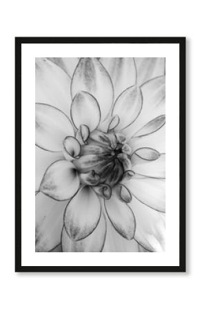 Black and white Dahlia