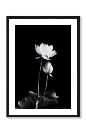 Lotus flower blooming in black and white.      