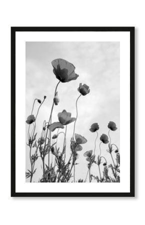 Poppy Flowers Black and White Photography