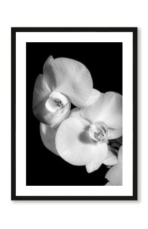 A black and white orchid photo