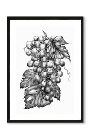 Beautiful branch of grapes with leaves, black-white vintage style drawing.