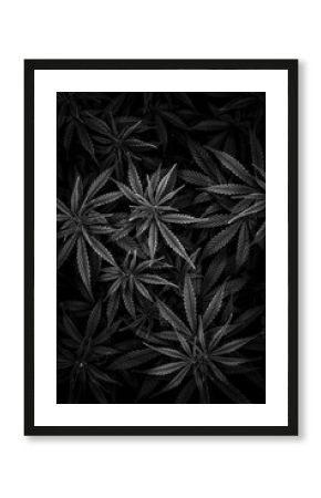 black and white cannabis bush top view background image