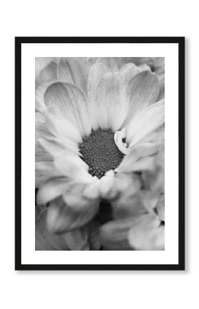 black and white flower