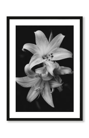 Lily flowers in bloom isolated over black background