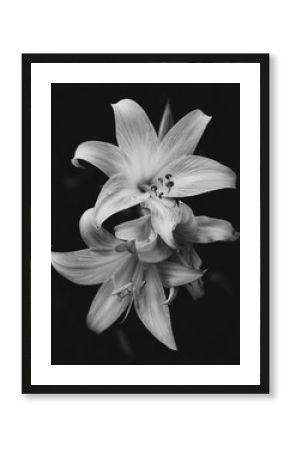 Lily flowers in bloom isolated over black background