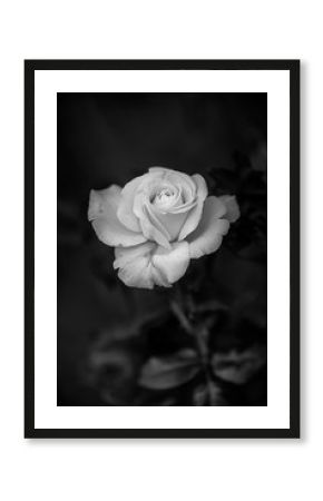 White Rose Black and White