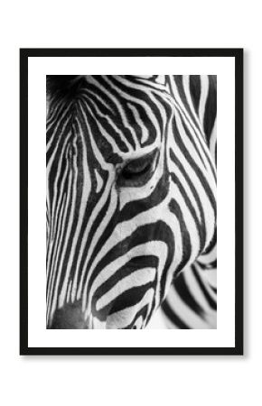 Artistic black and white closeup portrait of a zebra - emphasized graphical pattern.