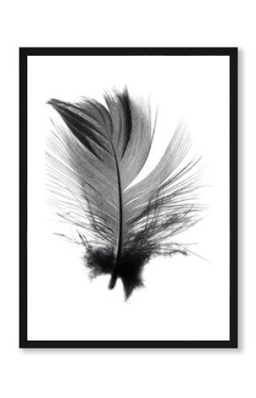 Beautiful black feather isolated on white background