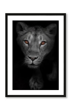 glance of the attentive luminous eyes of a predator on a bleached black-white face, a portrait of a female predator
