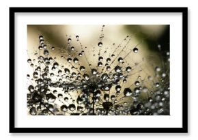 wet dandelion seed
