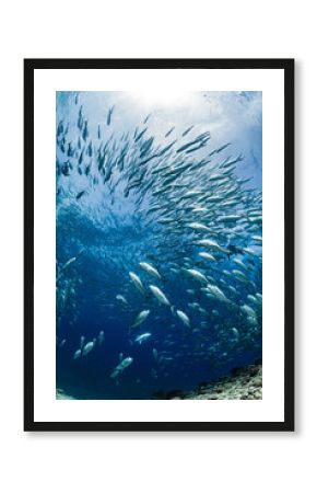 A school of bigeye trevally