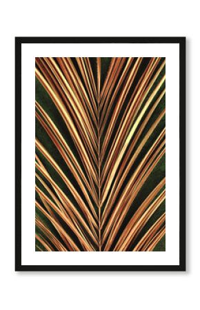 Closeup of golden palm leaf on abstract dark green textured background. Tropical conceptual luxury elegant trendy art deco summer background. Flat lay. Symmetric composition