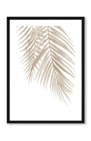 Dried palm branches. Pastel beige leaves. .Watercolour illustration isolated on white background.