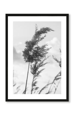 Black and white photo of a reed against a cloudy sky