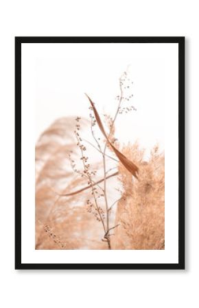 Pampas grass outdoor in light pastel colors. Dry reeds boho style.  