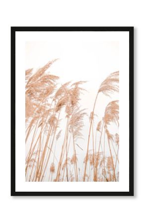 Pampas grass outdoor in light pastel colors. Dry reeds boho style.  