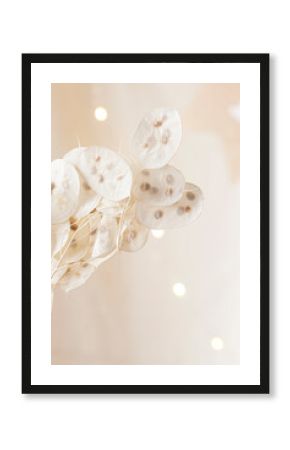 Dry lunaria on a pastel beige background. dry seed pods of lunaria with seeds visible. Floral minimal home interior boho style. Lunaria annua, moonwort. Selective focus