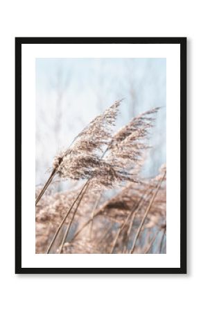 Pampas grass on the lake, reed layer, reed seeds. Golden reeds on the lake sway in the wind against the blue sky. Abstract natural background. Beautiful pattern with neutral colors. Selective focus