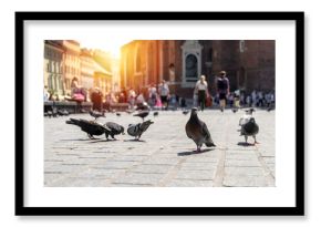 Pigeon birds on Cracow Main Market Square in Krakow, Poland. Feeding pigeons with food crumbs in Kraków Rynek Główny.