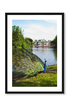 peacock in a classic park