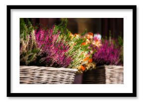 Pink and purple heather in decorative flower pot