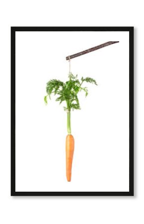 Carrot on a stick isolated on white