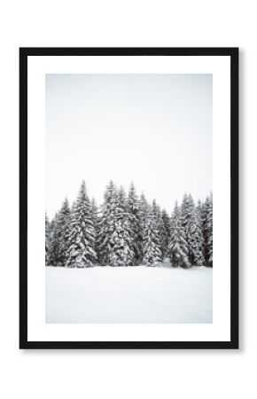 white trees in winter