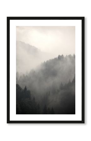 Foggy forest