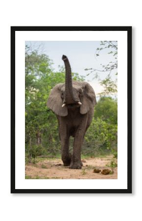 African Elephant sniffing the air on a safari in South Africa